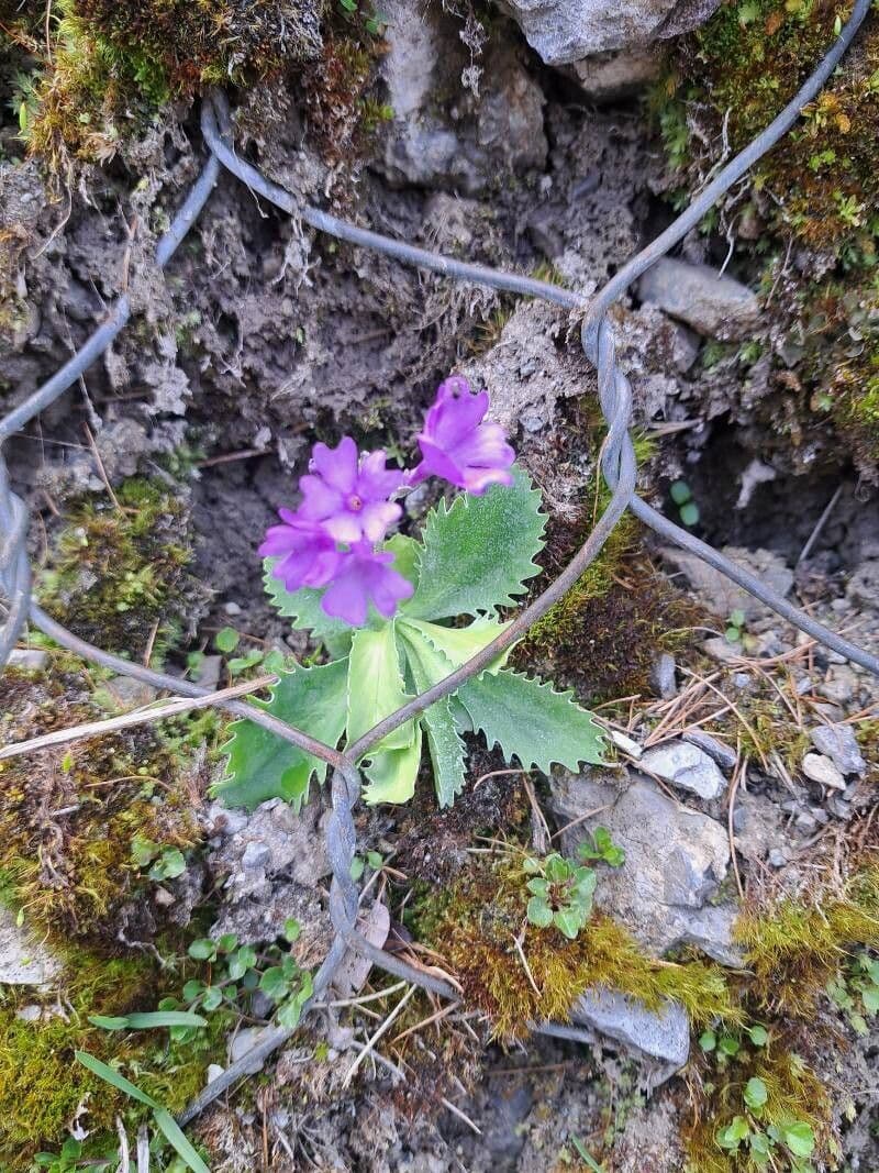 Primula marginata