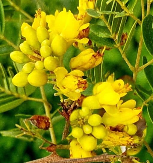 Libidibia ferrea