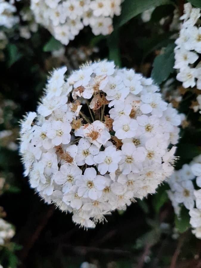 Spiraea cantoniensis