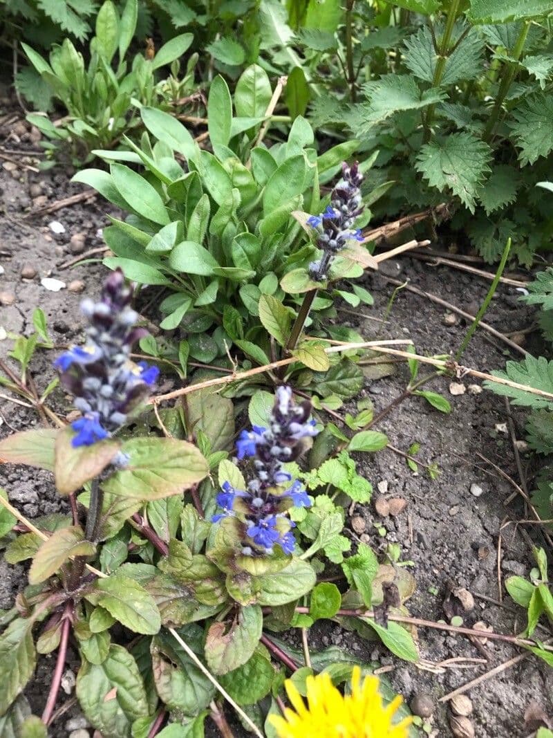 Ajuga reptans