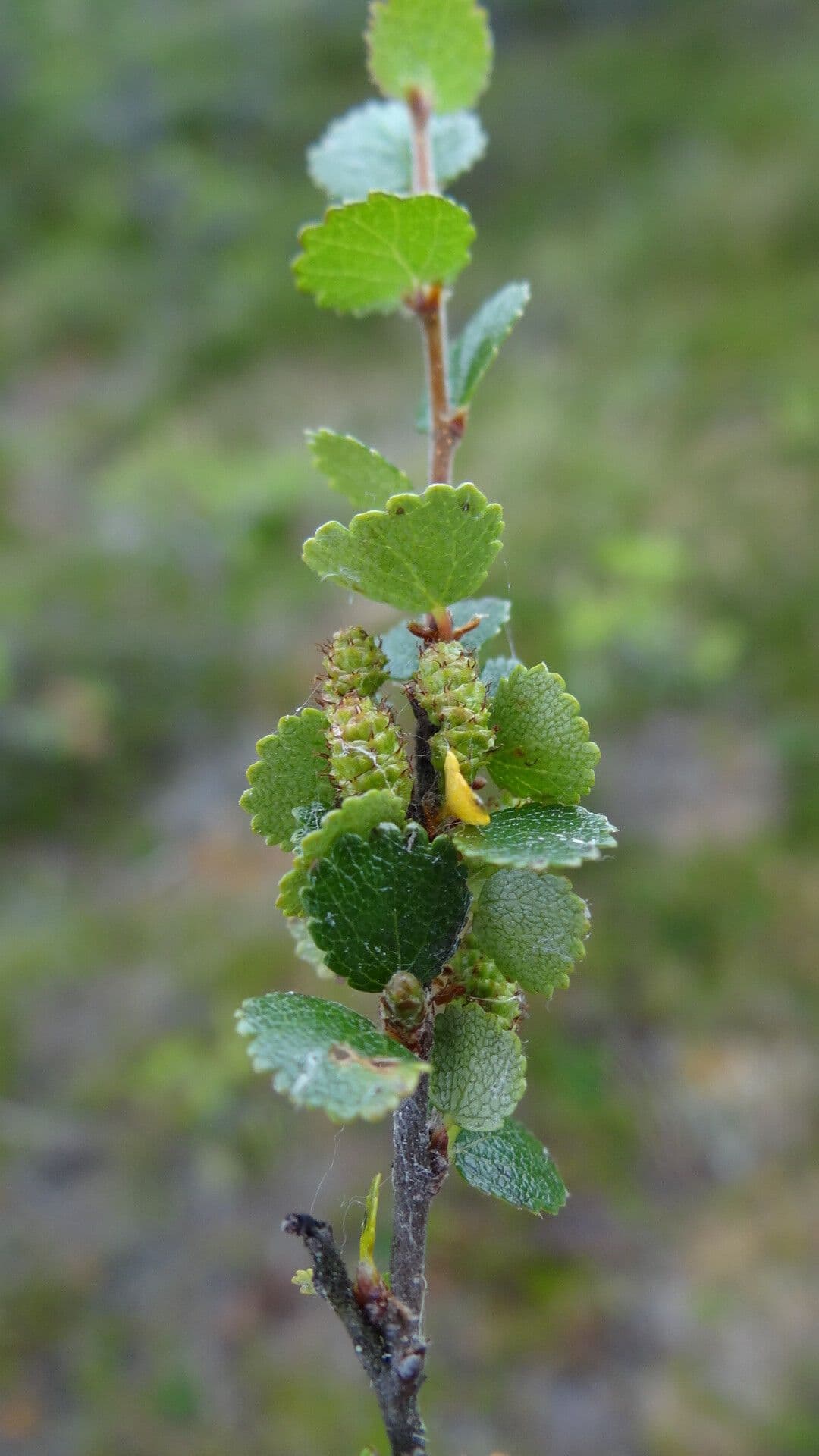 Betula nana