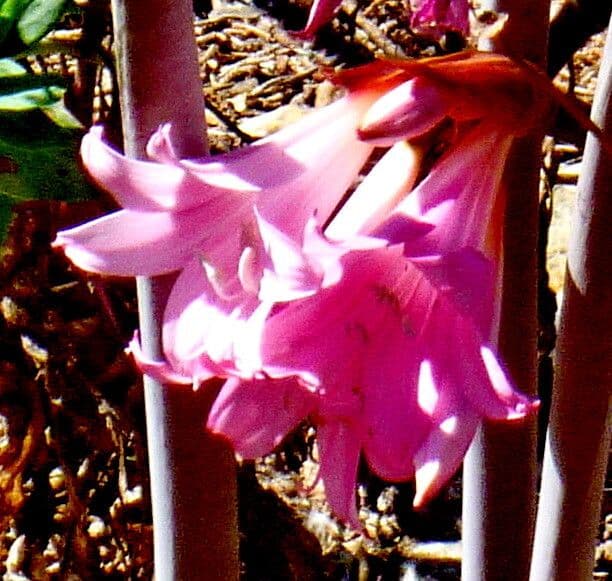 Amaryllis belladonna