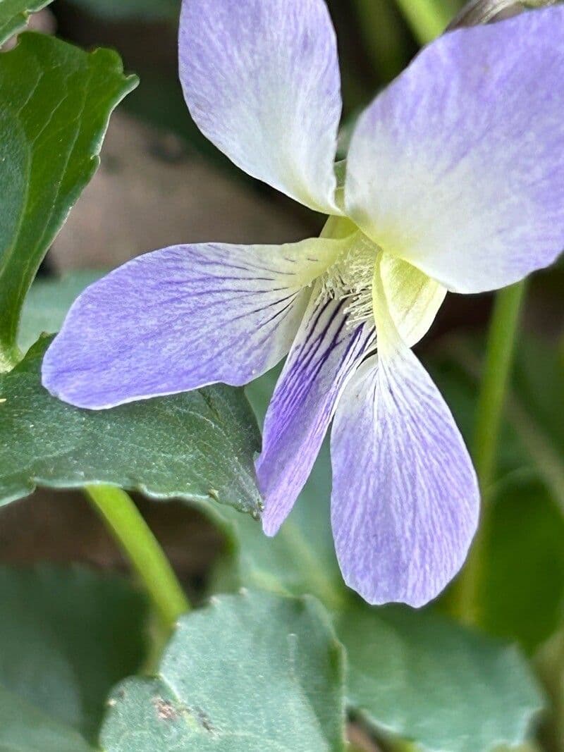 Viola sororia