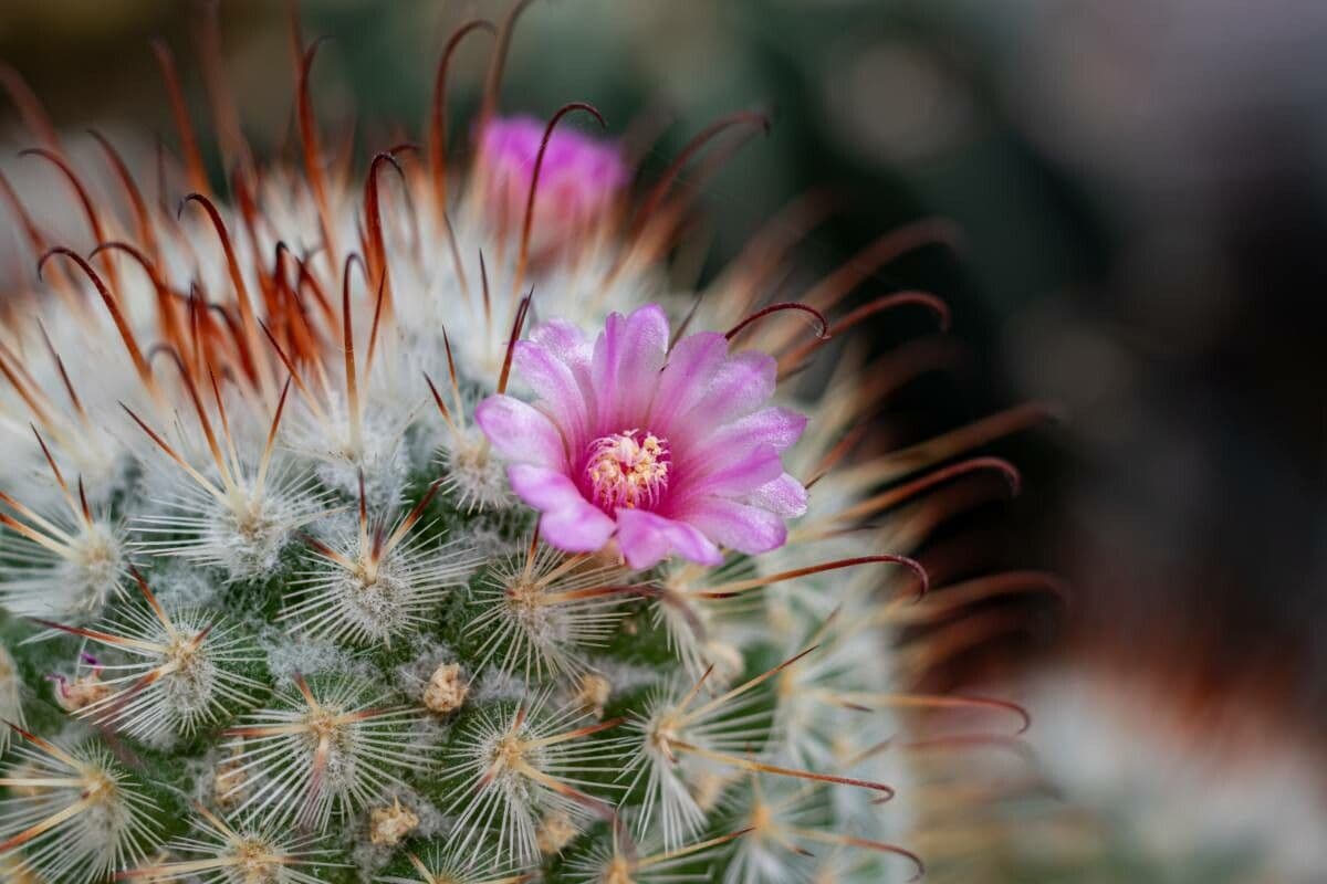 Mammillaria bombycina
