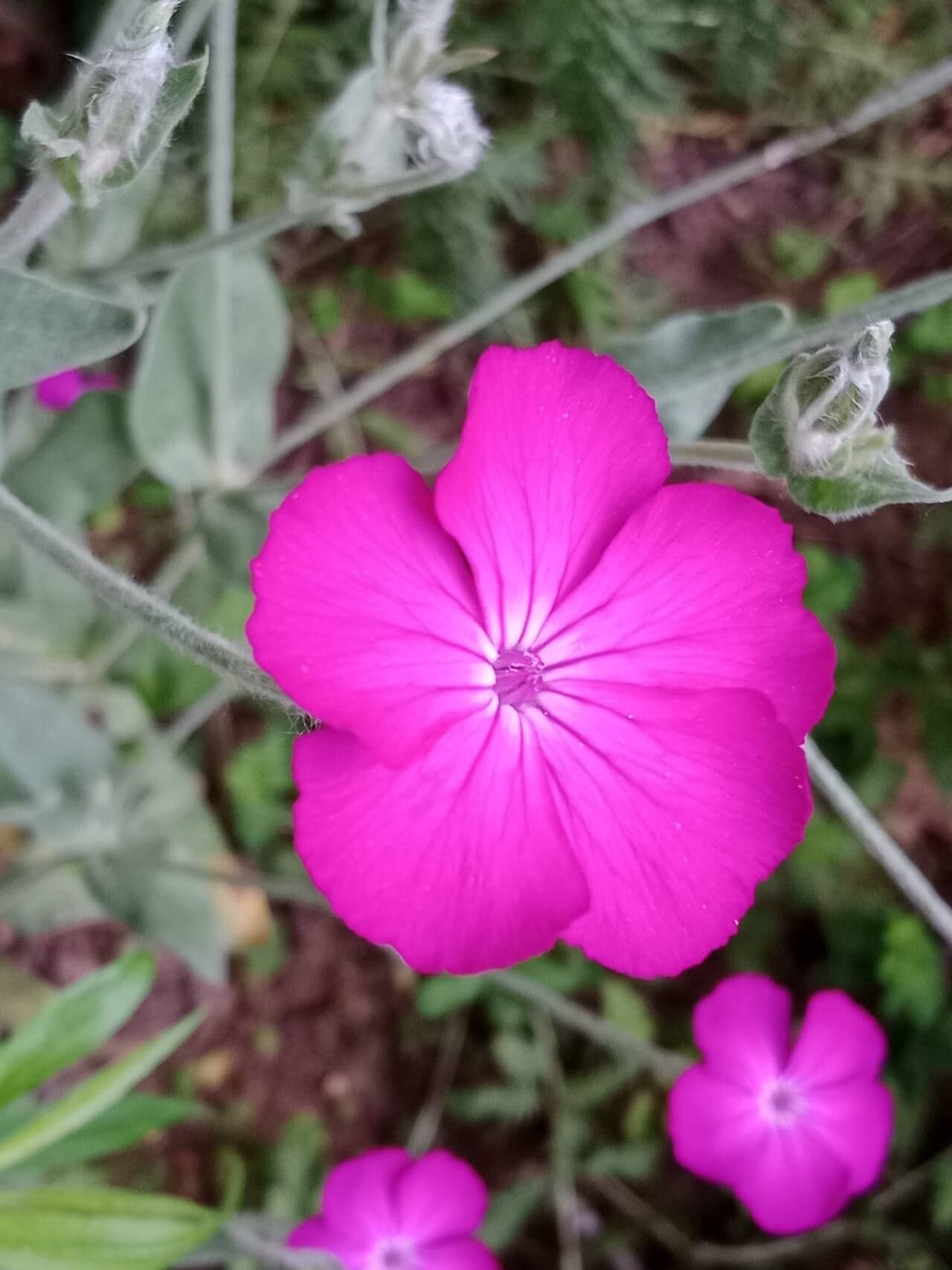 Silene coronaria