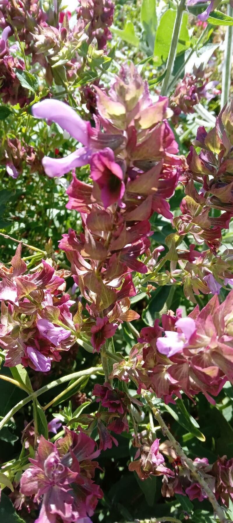 Salvia canariensis