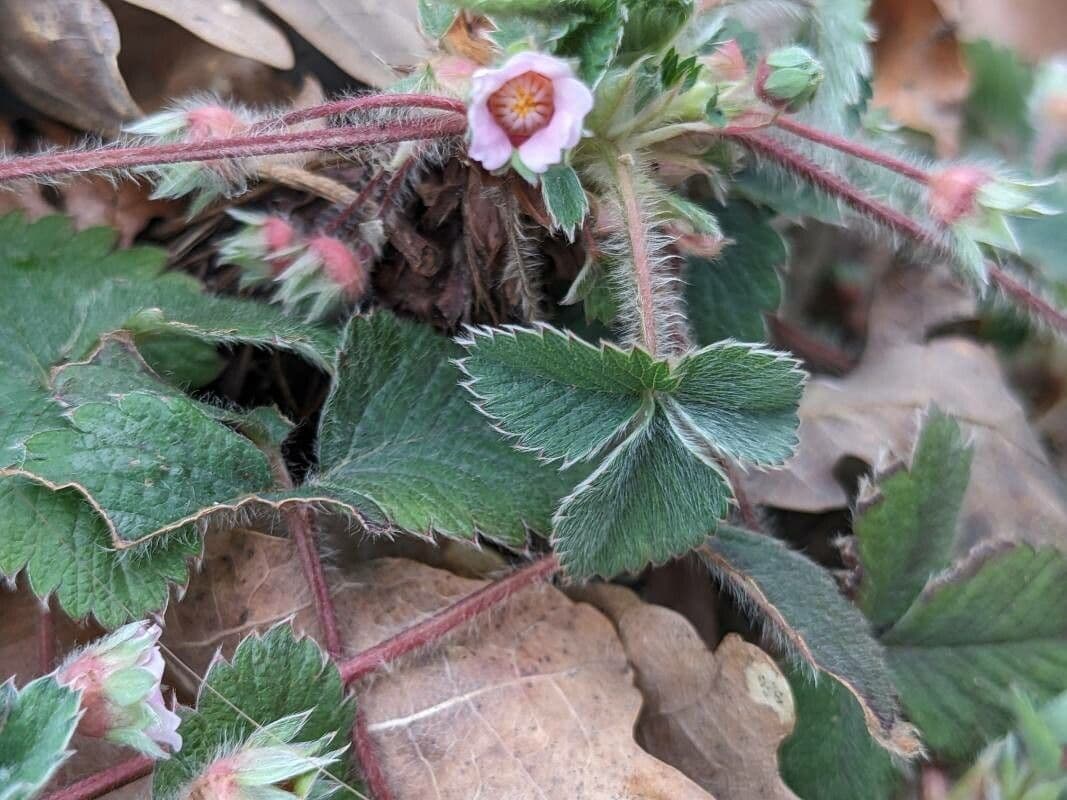 Potentilla micrantha