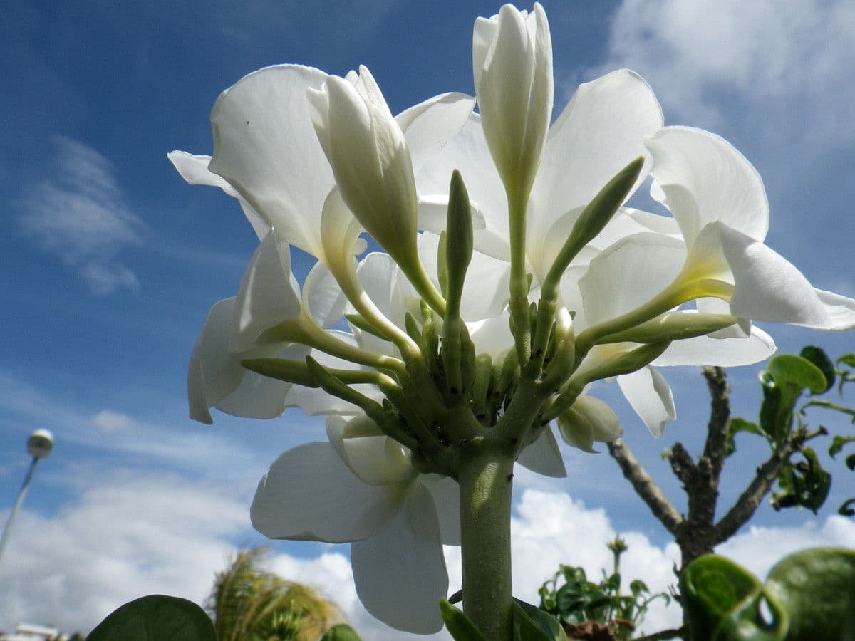 Dovyalis caffra
