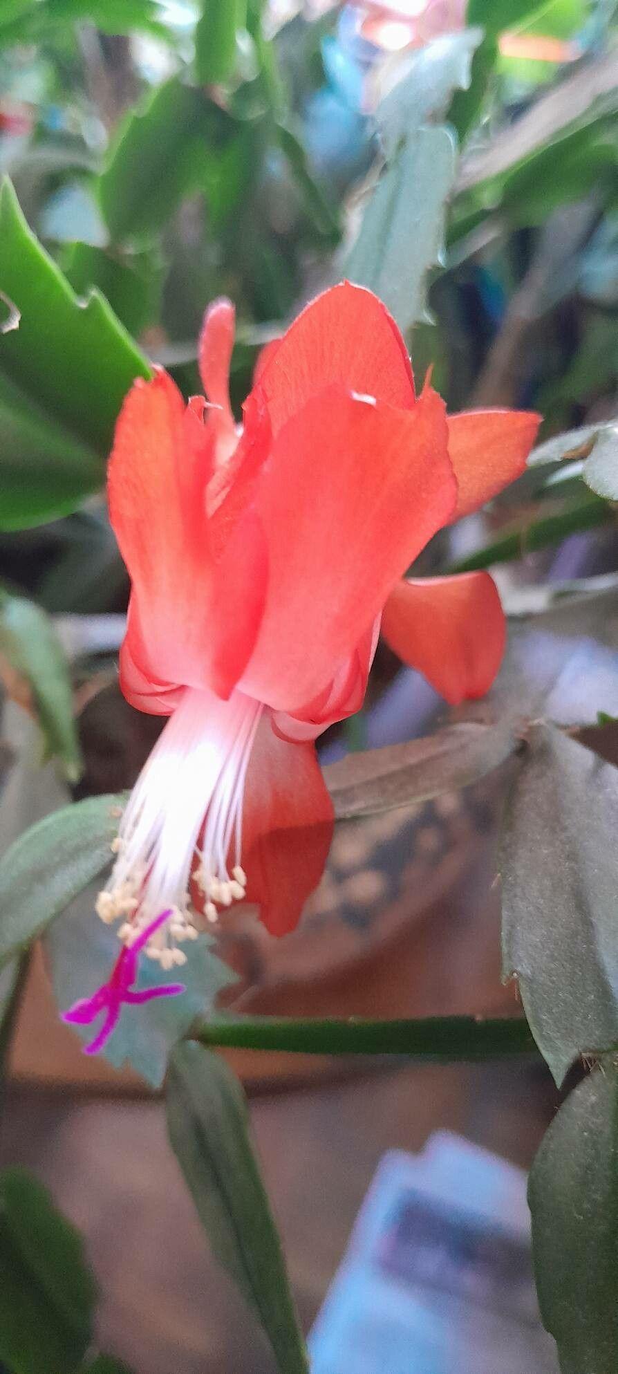 Schlumbergera truncata