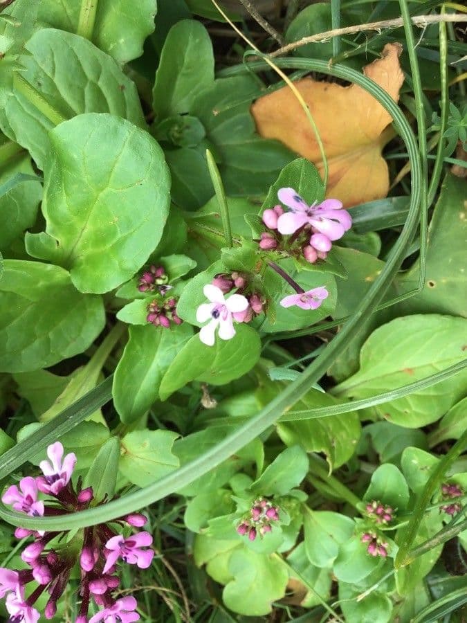 Valeriana graciliflora