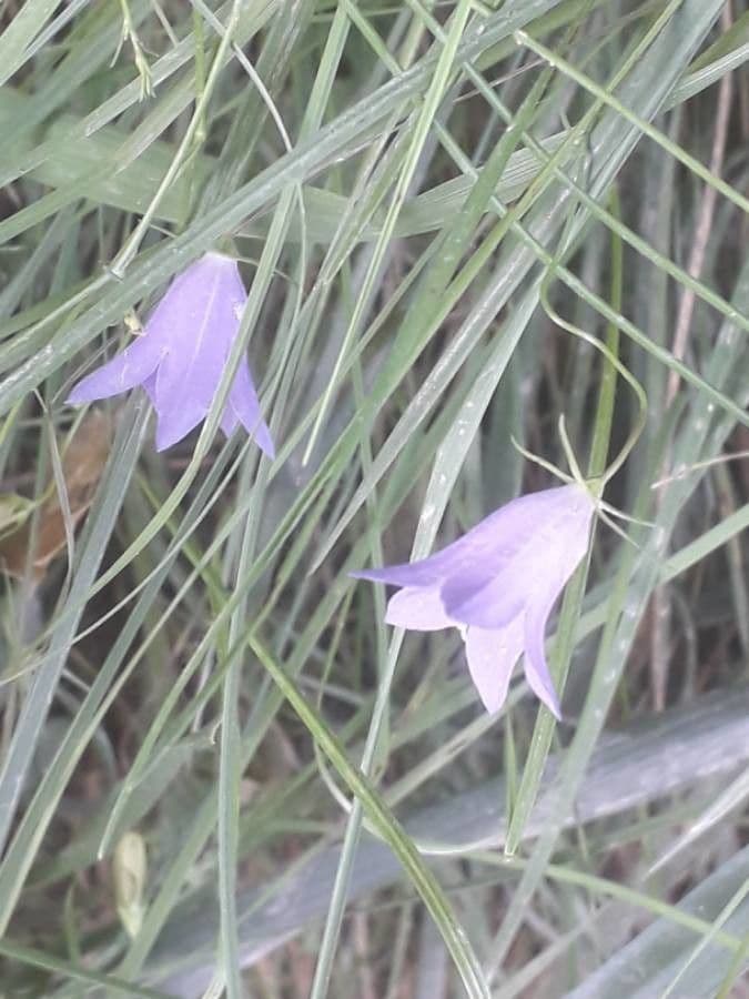 Campanula rotundifolia