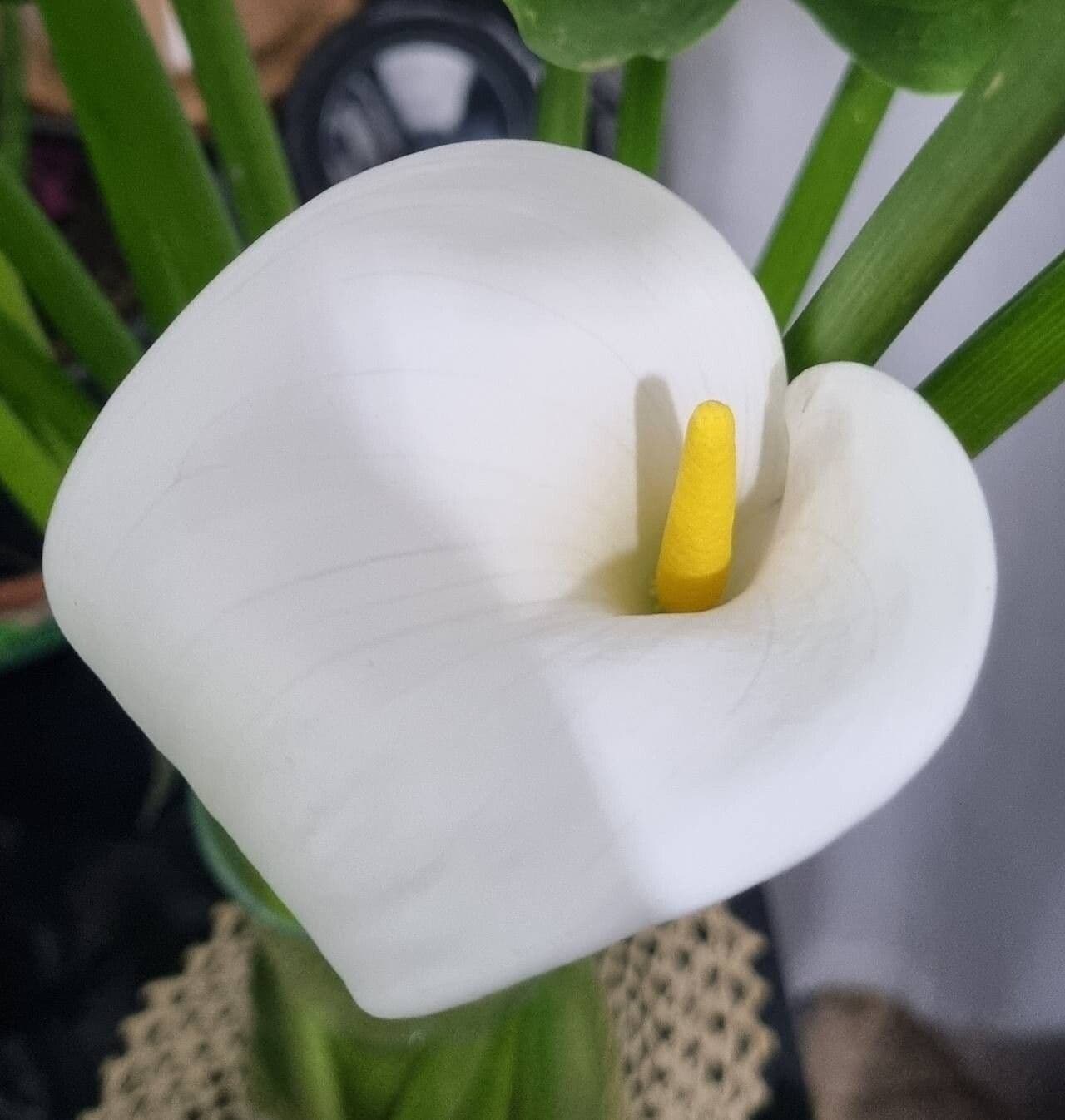 Zantedeschia aethiopica