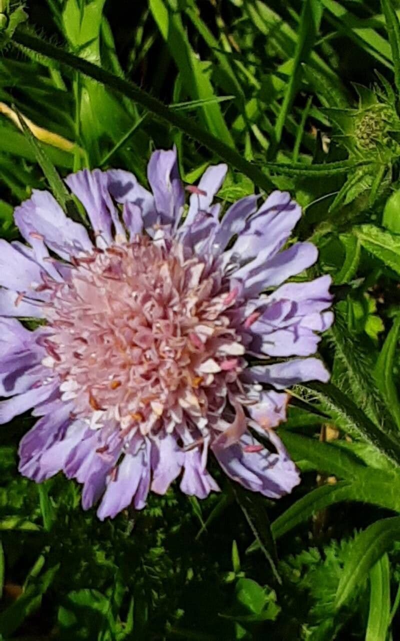 Knautia macedonica