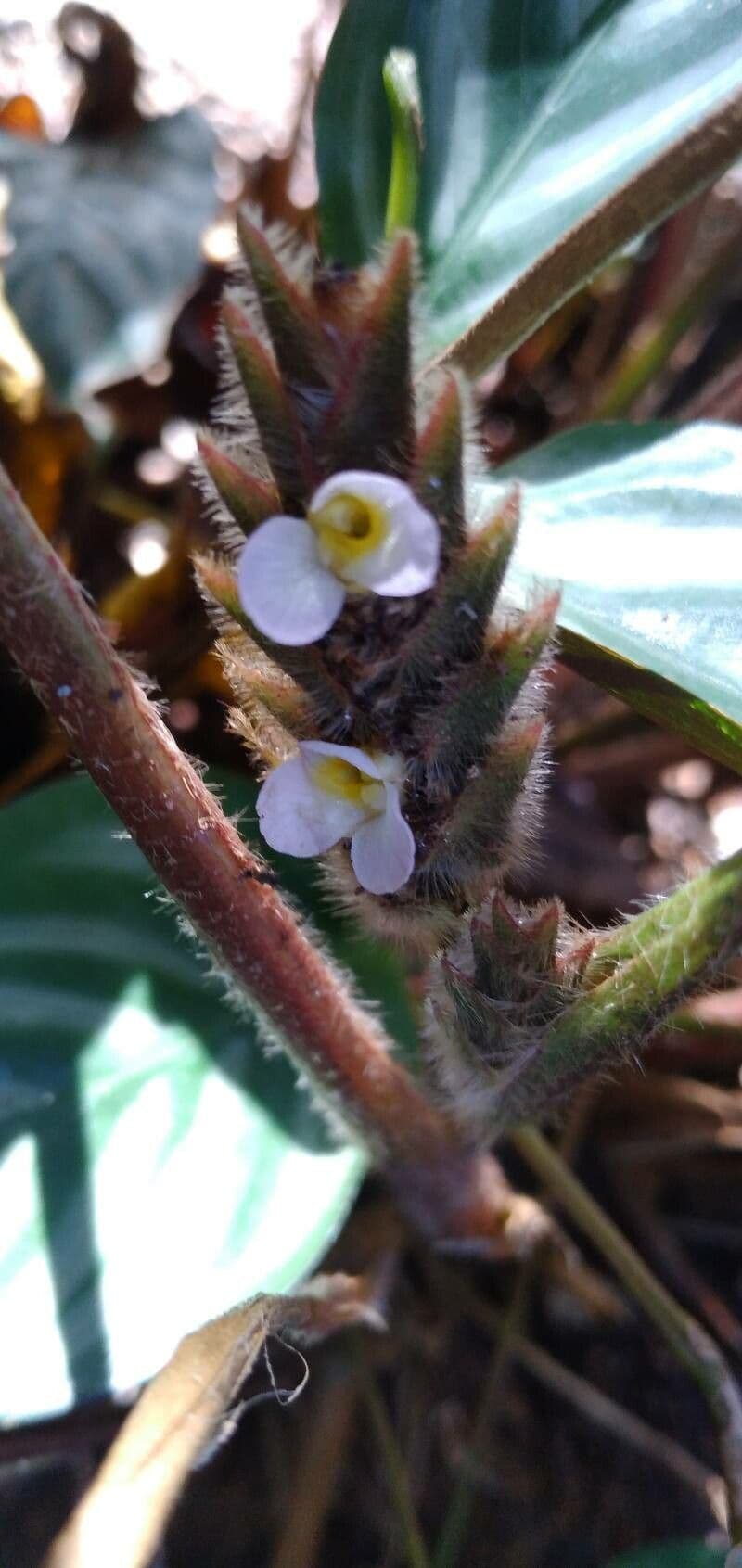 Ctenanthe setosa