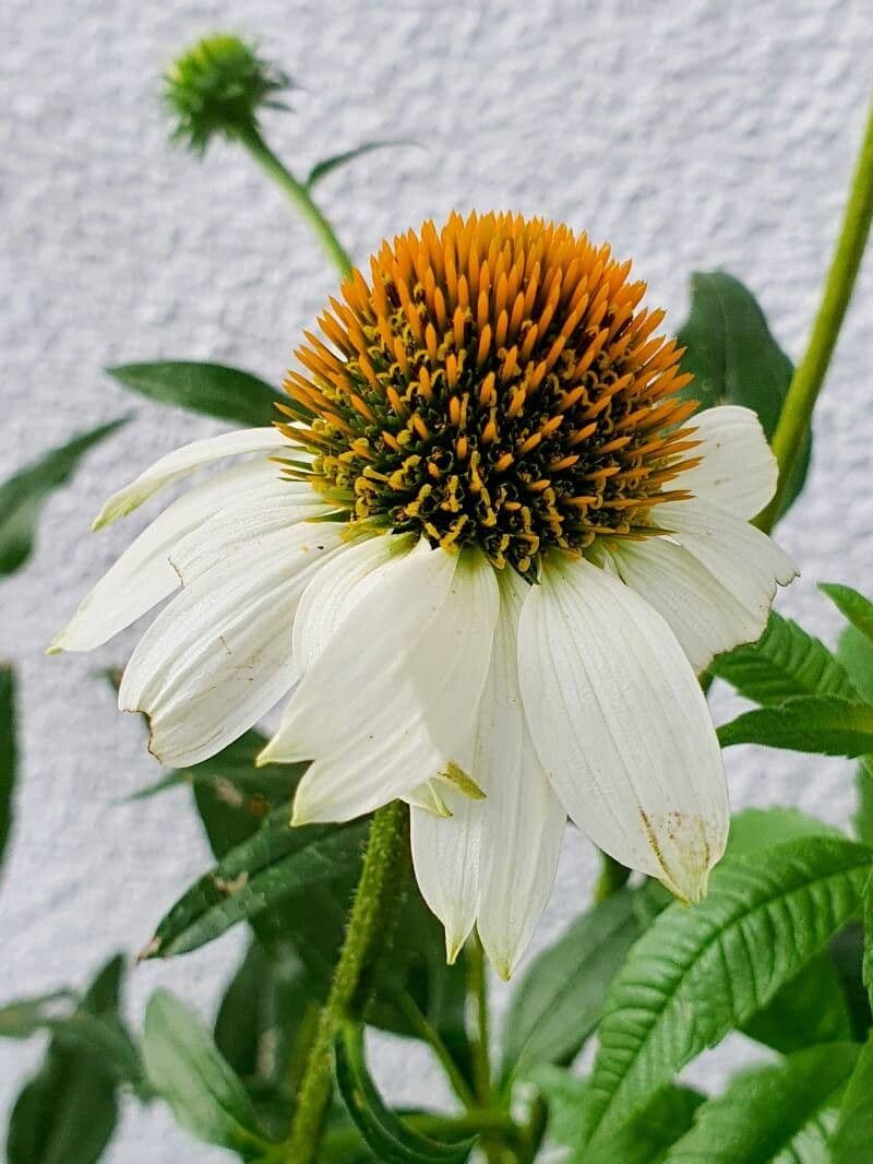 Echinacea pallida