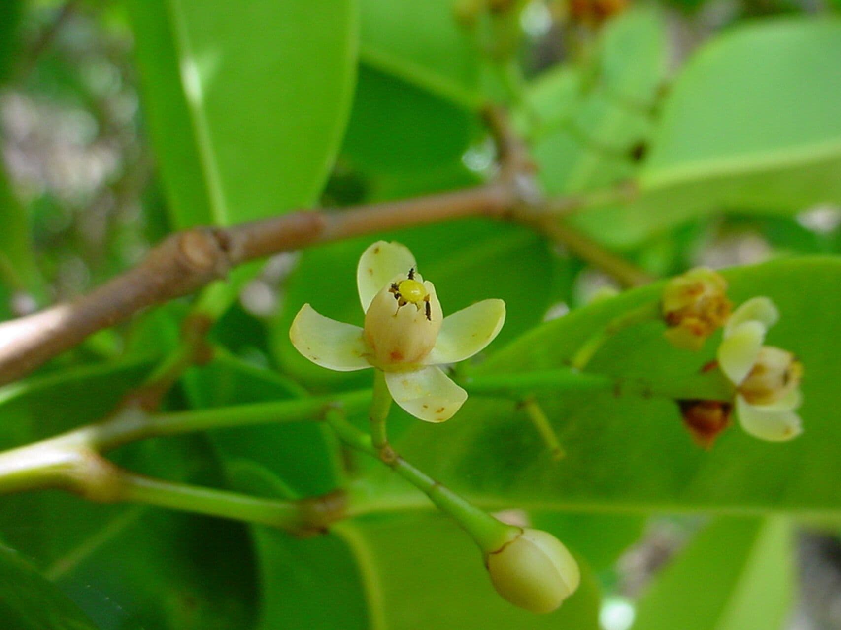 Xylocarpus granatum