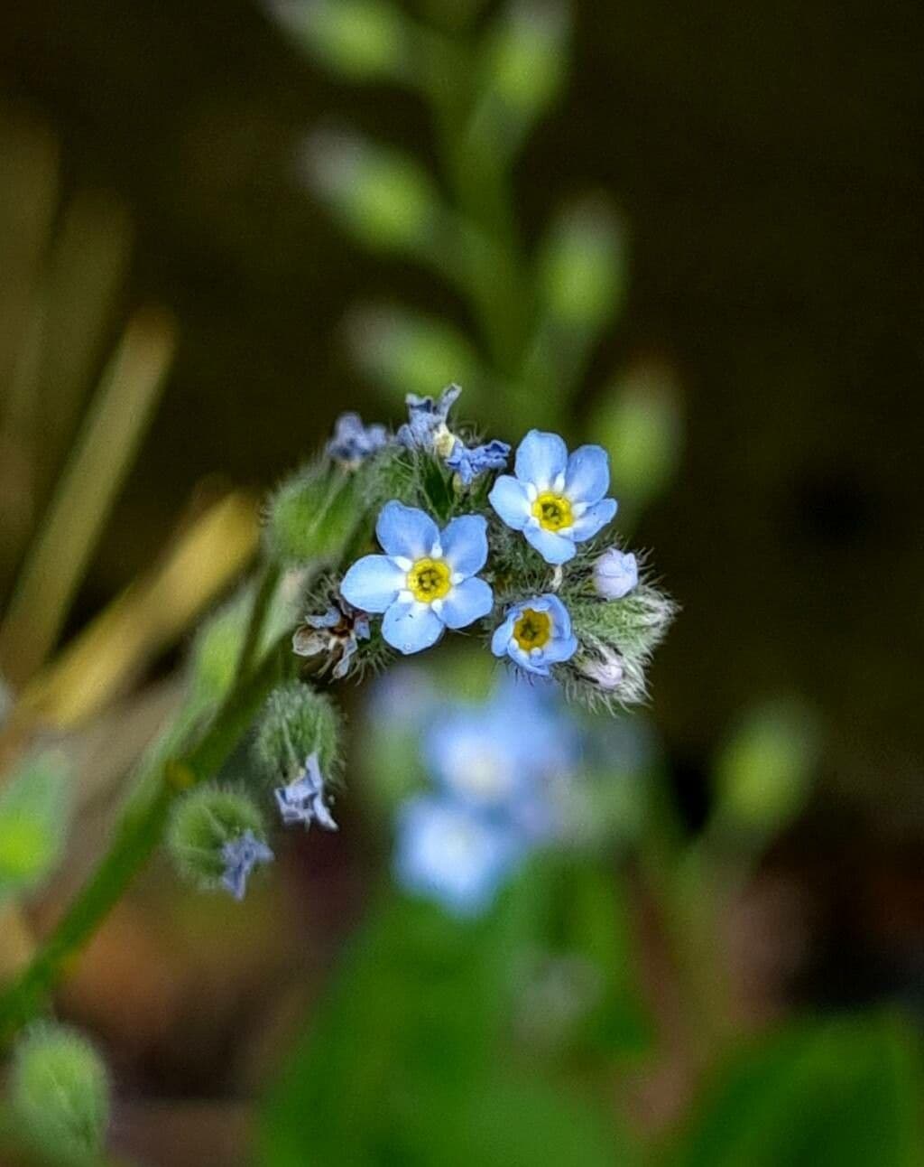 Myosotis arvensis