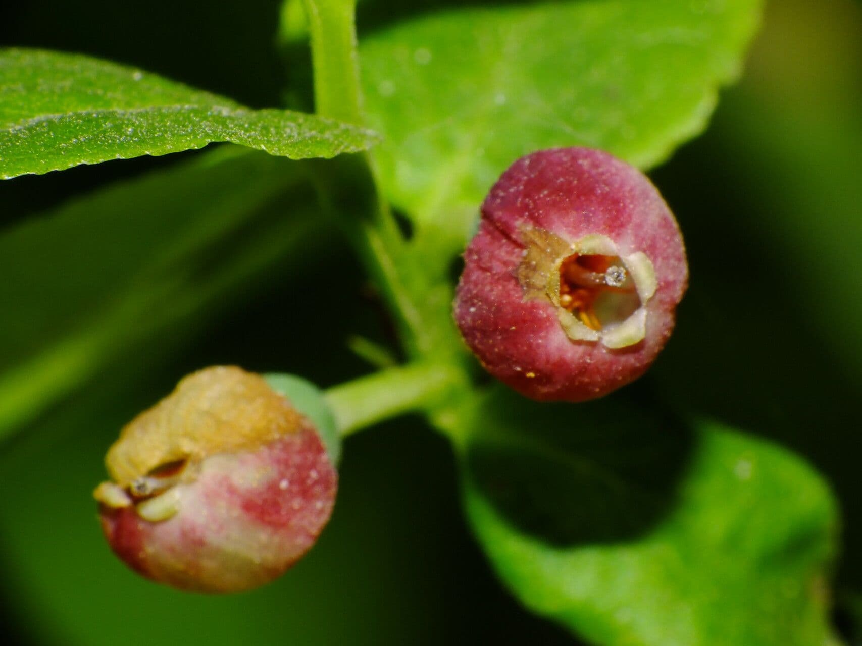 Vaccinium myrtillus