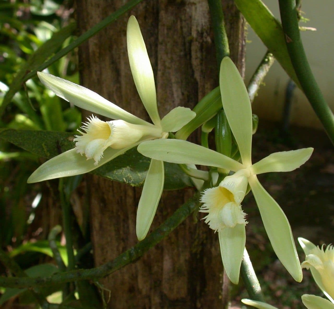 Vanilla odorata