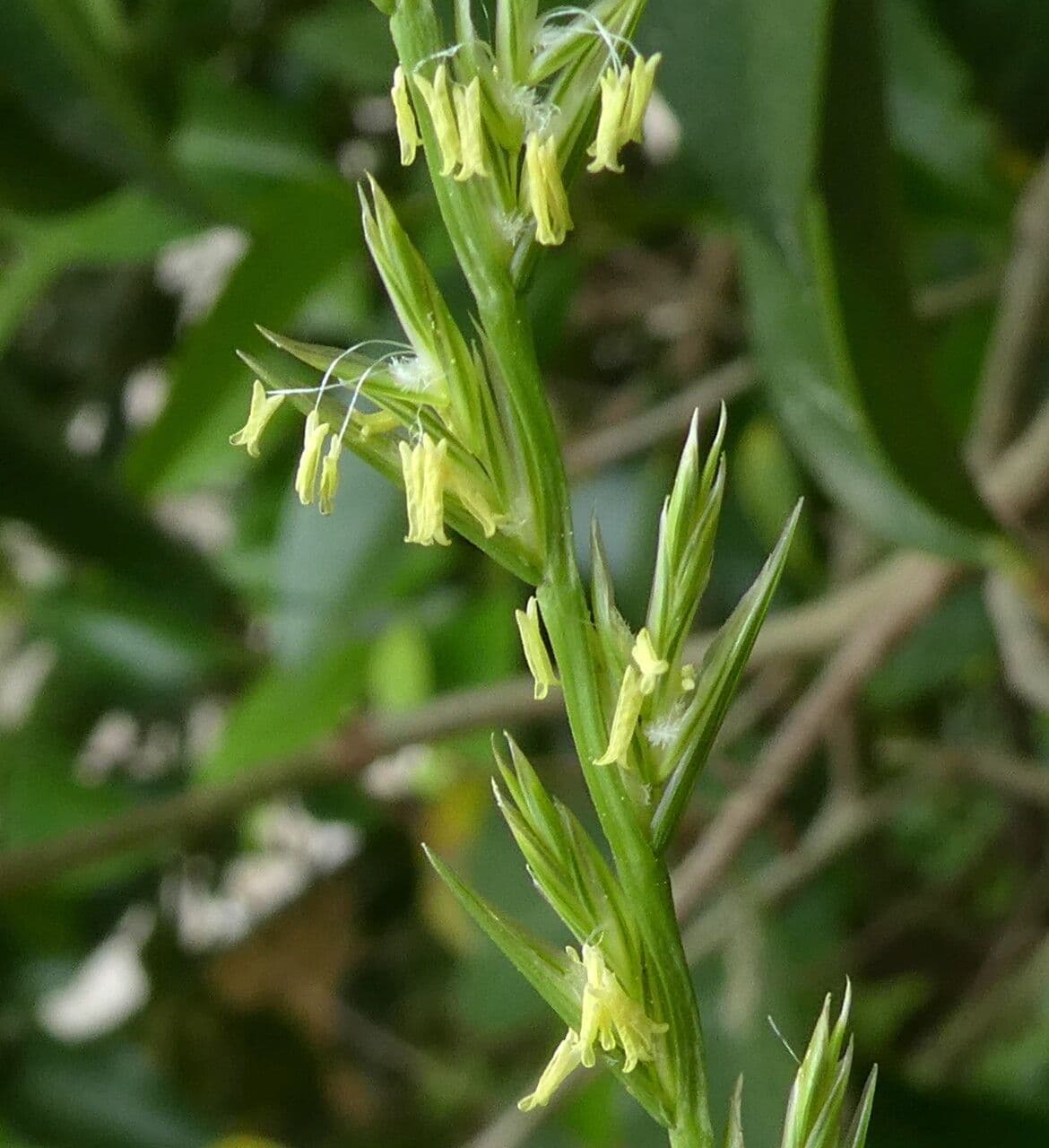 Lolium rigidum