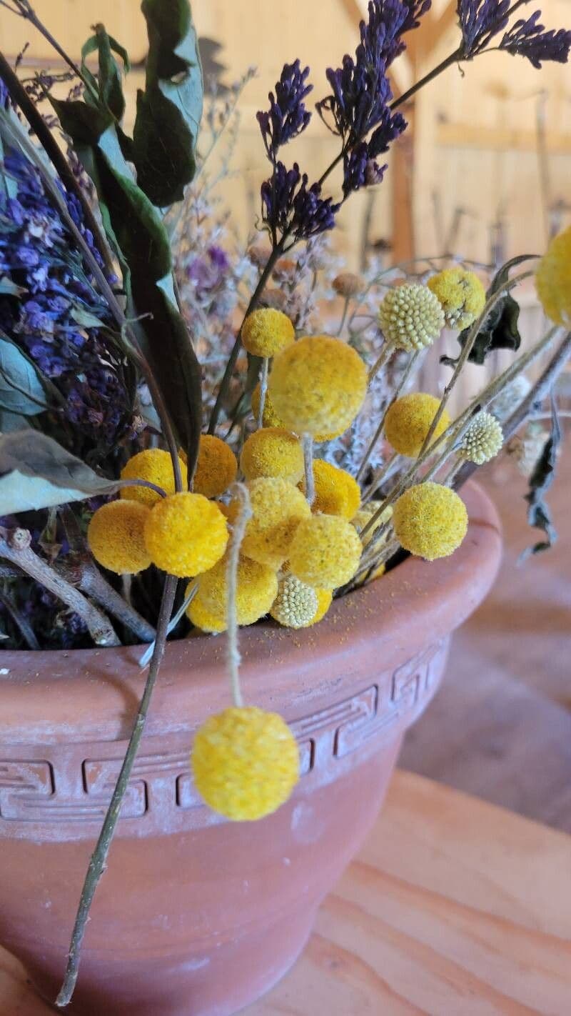 Cotula coronopifolia
