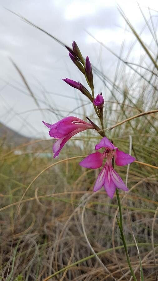 Gladiolus illyricus