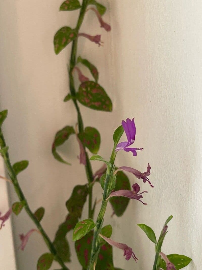 Hypoestes phyllostachya