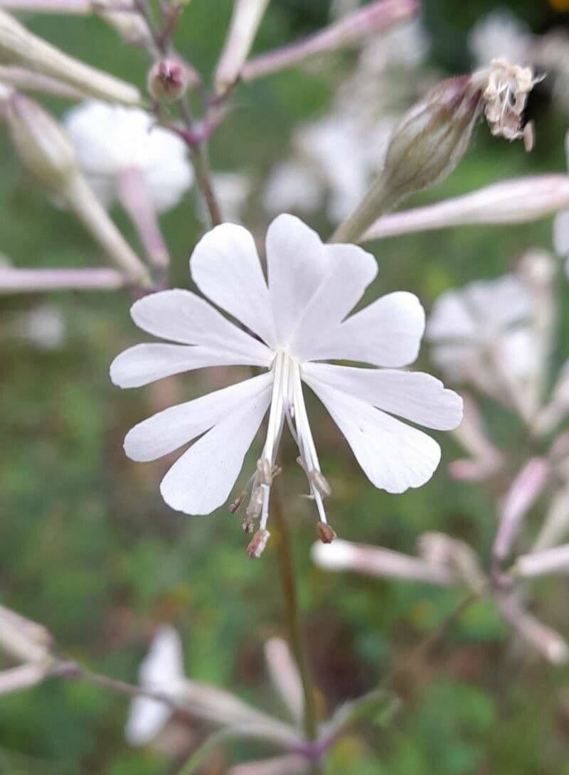 Silene italica