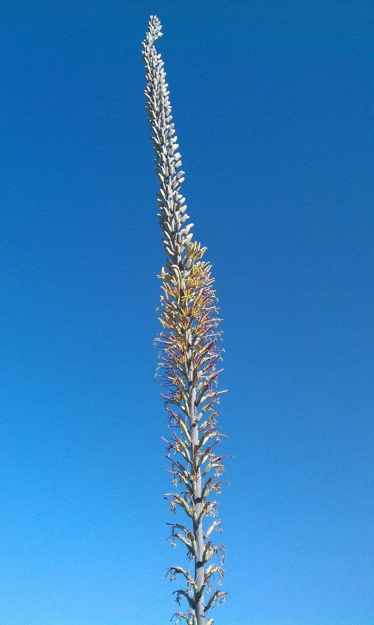 Agave lechuguilla