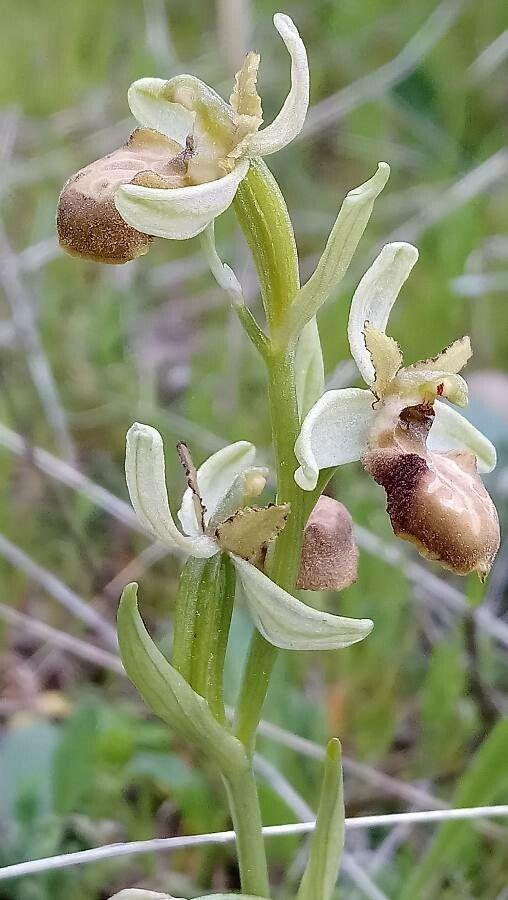 Ophrys arachnitiformis