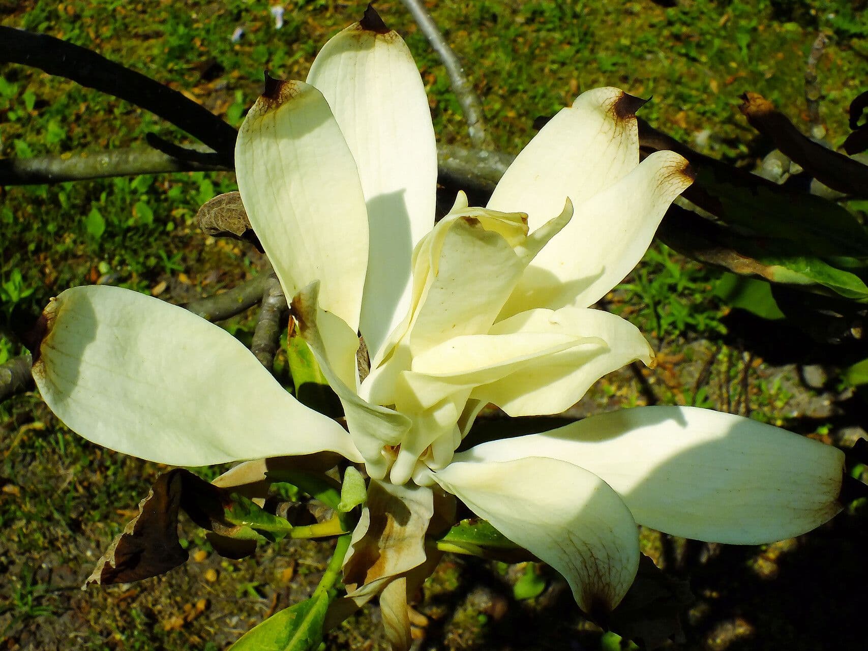 Magnolia tripetala