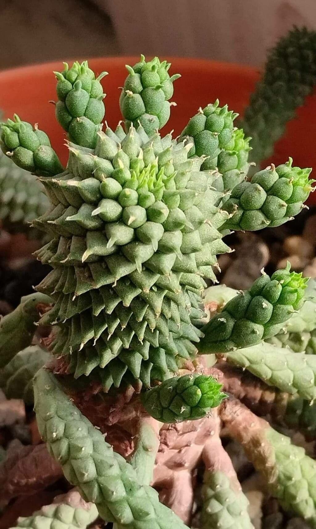 Euphorbia susannae