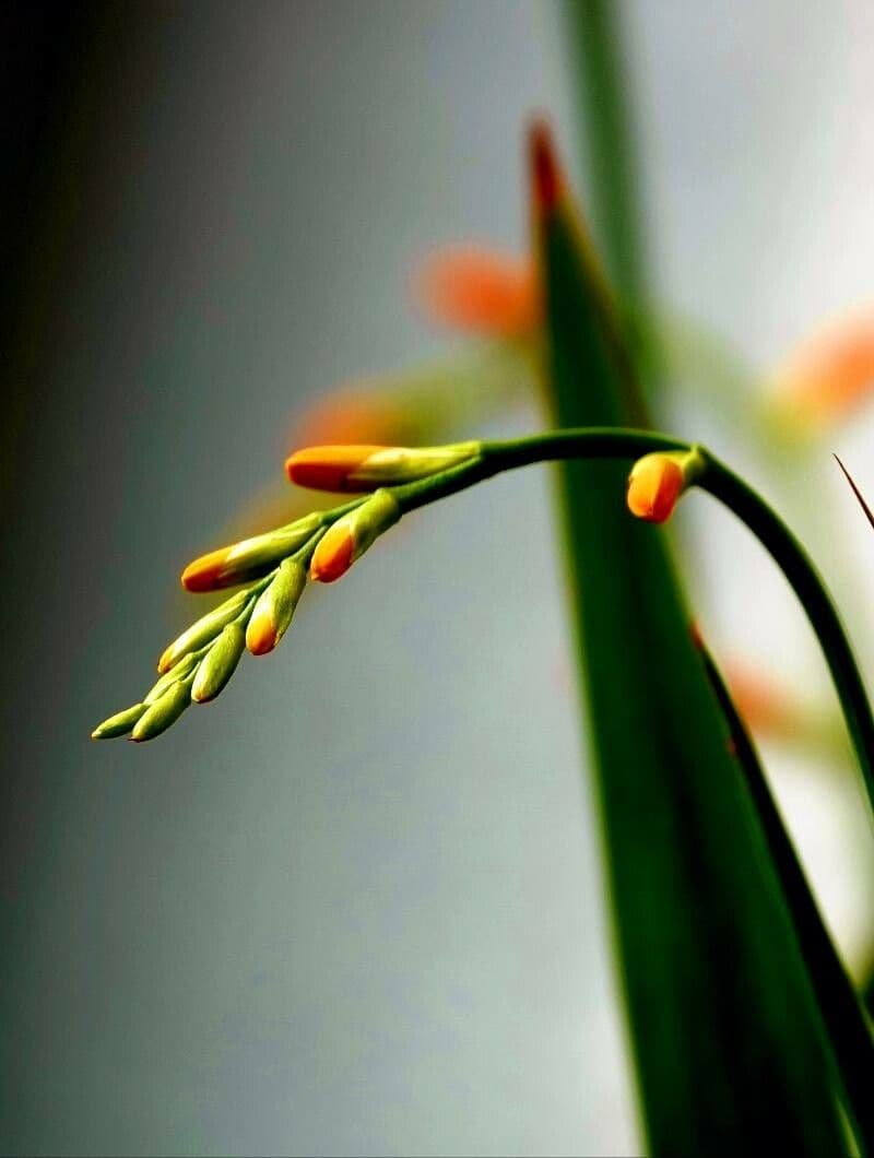 Crocosmia aurea