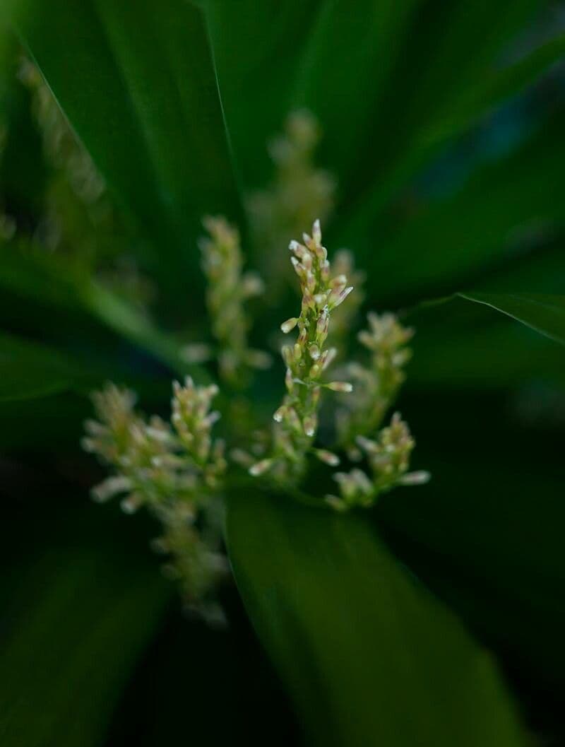 Dracaena angustifolia