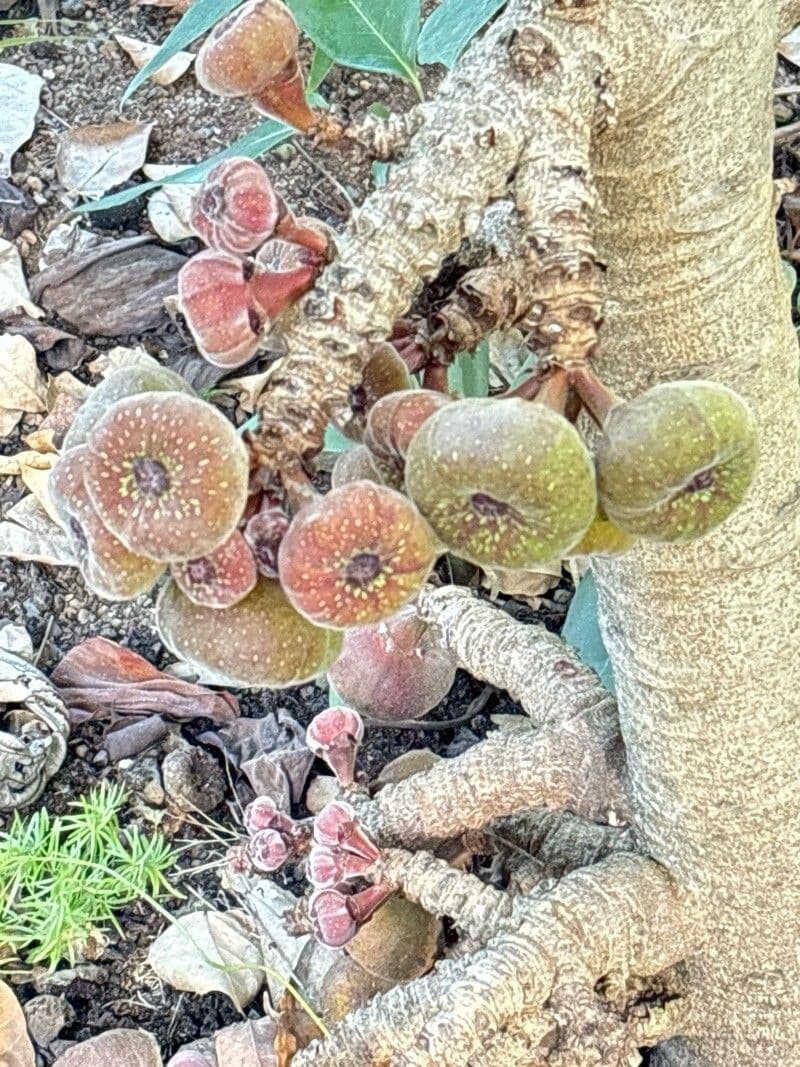 Ficus auriculata