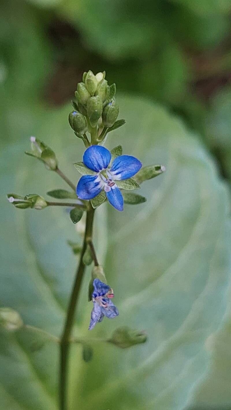 Veronica beccabunga