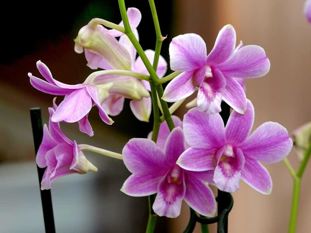 Dendrobium victoriae-reginae