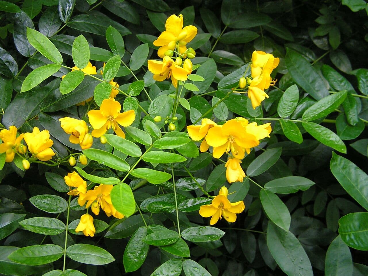 sophora microphylla