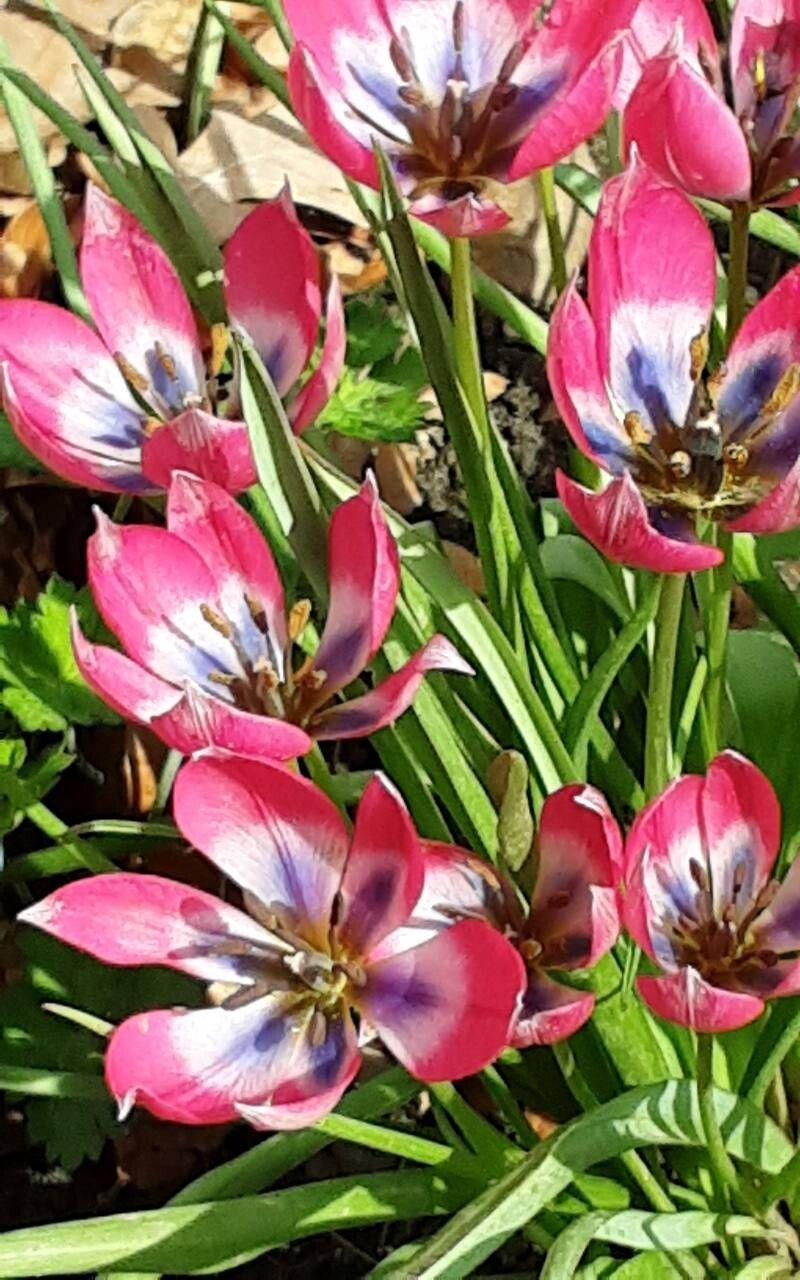 Tulipa humilis