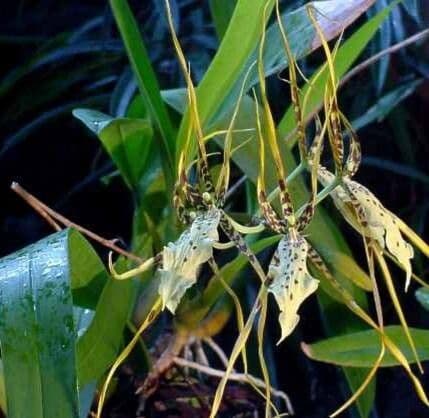 Brassia arachnoidea