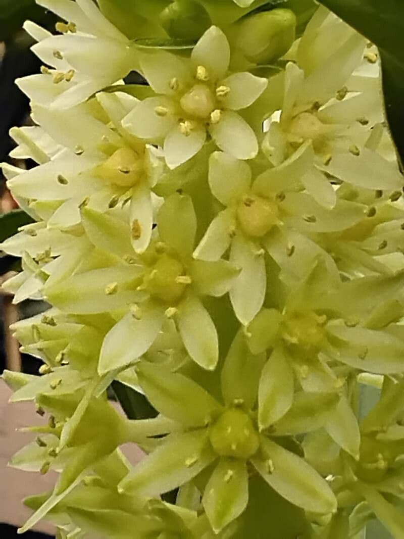 Eucomis autumnalis