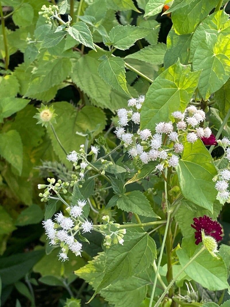 Ageratina altissima