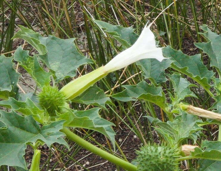 Datura stramonium