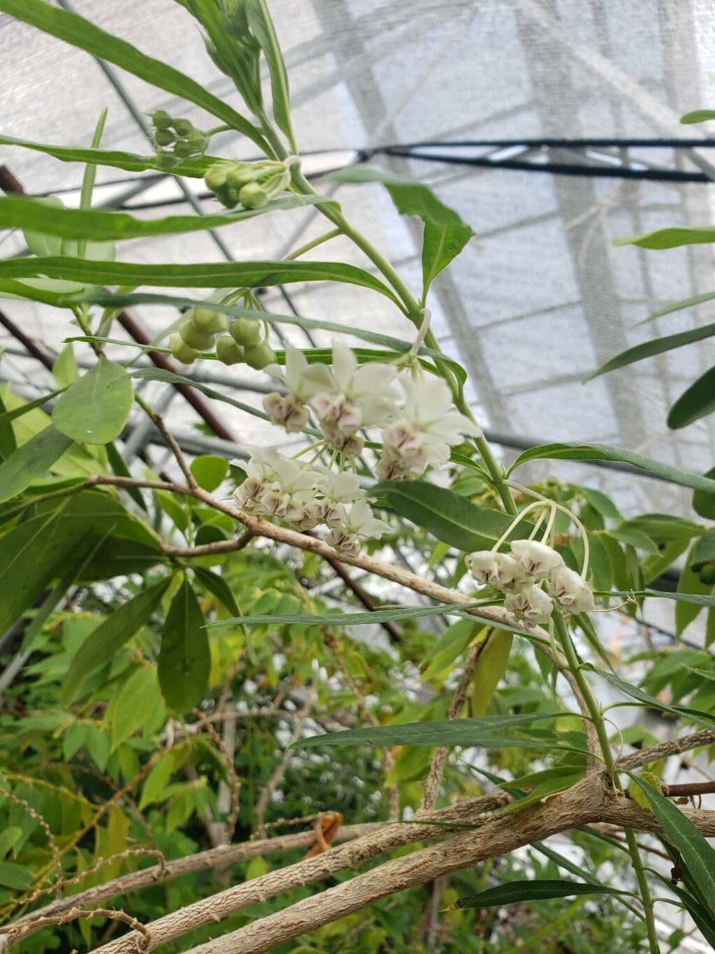 Gomphocarpus physocarpus