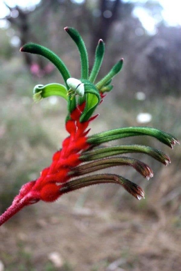 Anigozanthos manglesii