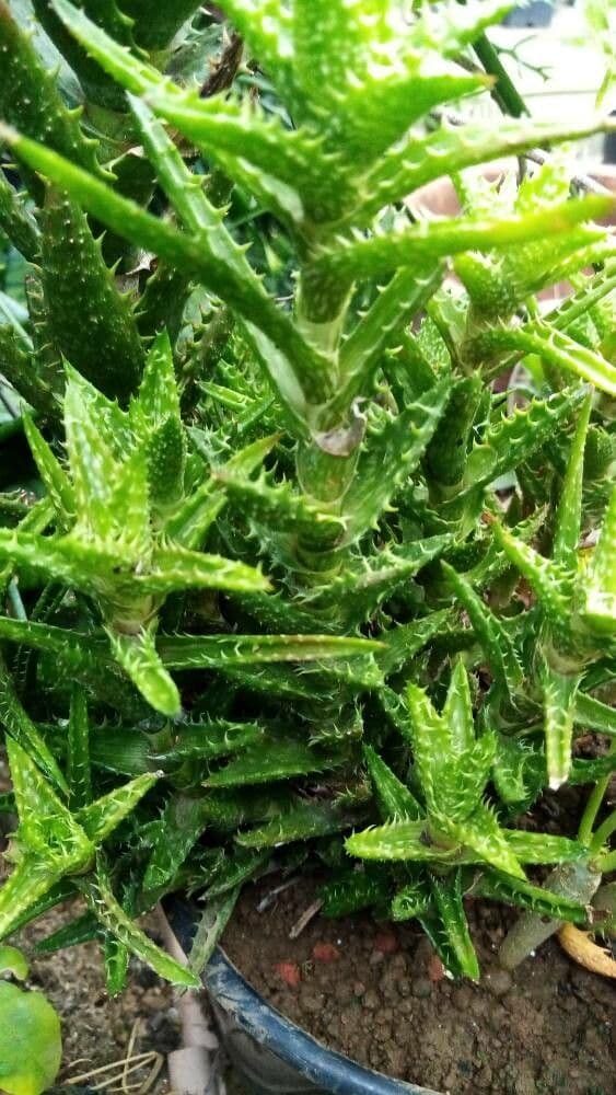 Aloe juvenna