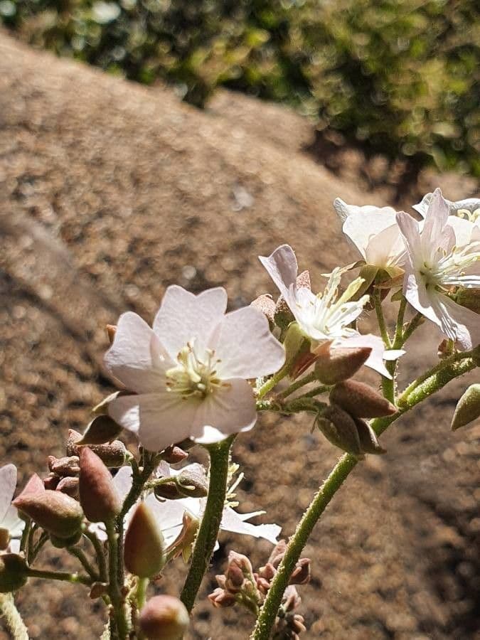 Dombeya rotundifolia