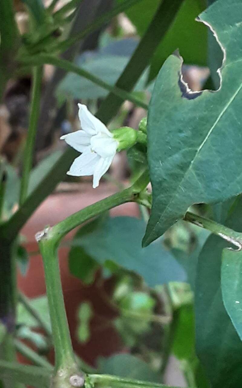 Capsicum frutescens