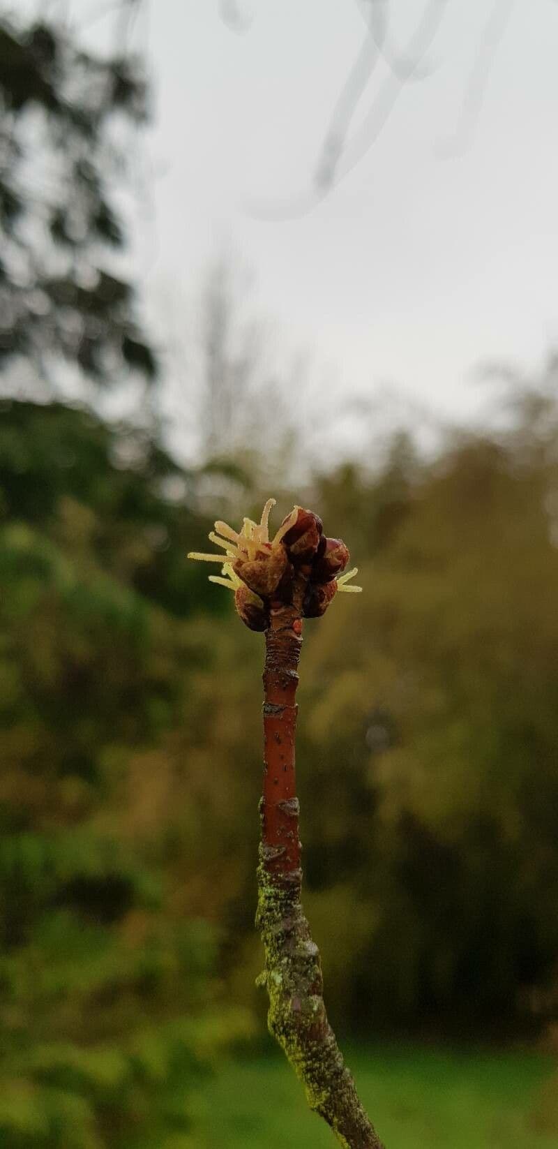 Acer saccharinum