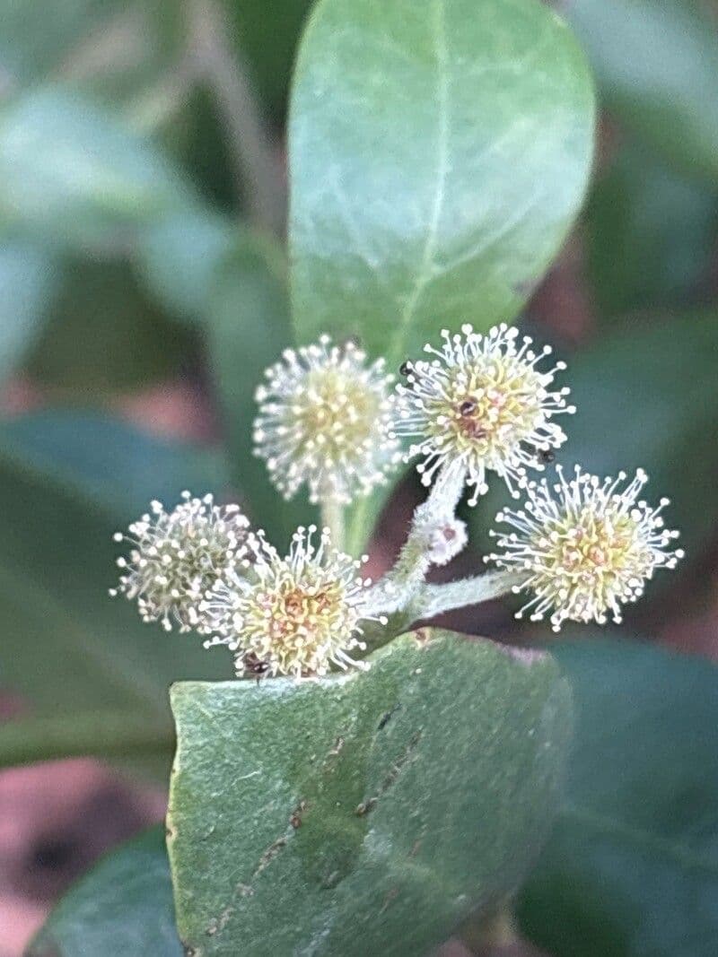 Conocarpus erectus